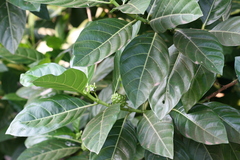 Morinda citrifolia